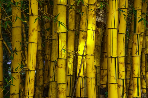 Yellow bamboo leaves