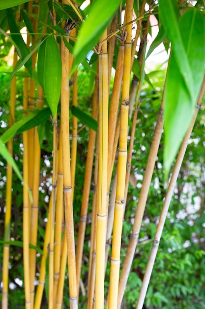 Yellow bamboo plant in the garden