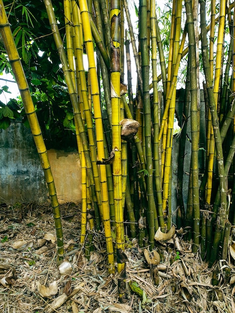 yellow bamboo tree in the garden