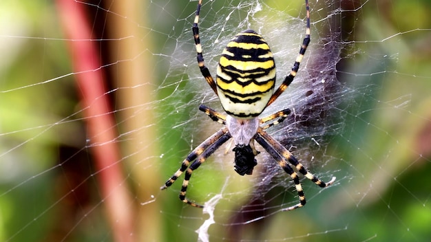 Photo yellow banded garden spider is sitting on a net