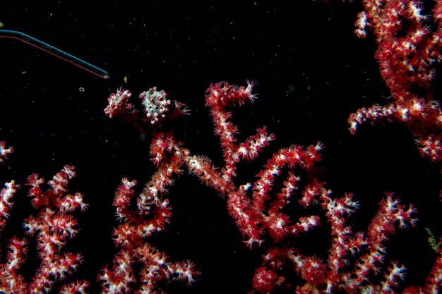 Yellow Bargibanti Pigmy Sea Horse in Tulamben Bali