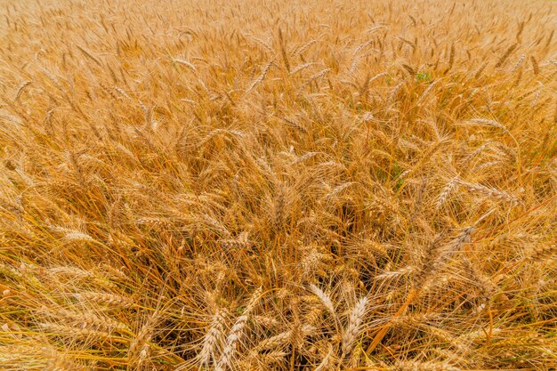 Yellow barley field at daytime under direct sunlight Fully filled agriculture wide closeup selective focus background