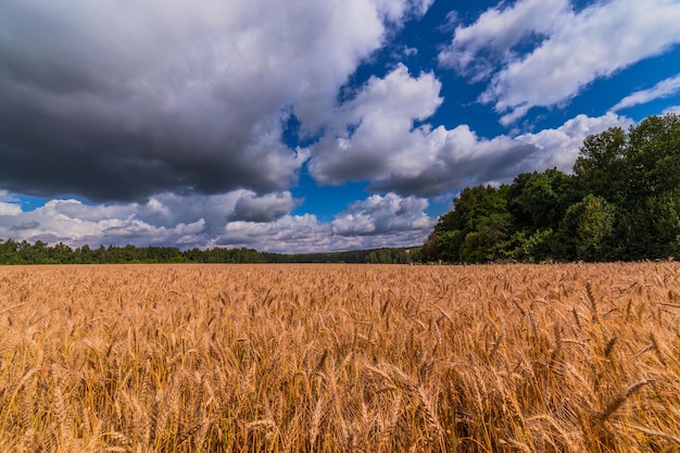 Yellow barley field at daytime under direct sunlight Green forest and sky with storm clouds on the background