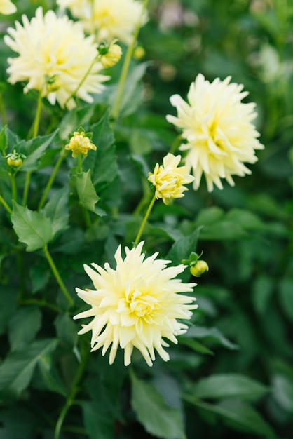 Yellow beautiful dahlia flowers in summer and autumn in the garden