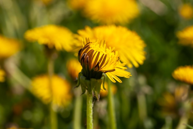 Yellow beautiful dandelion flowers with seeds