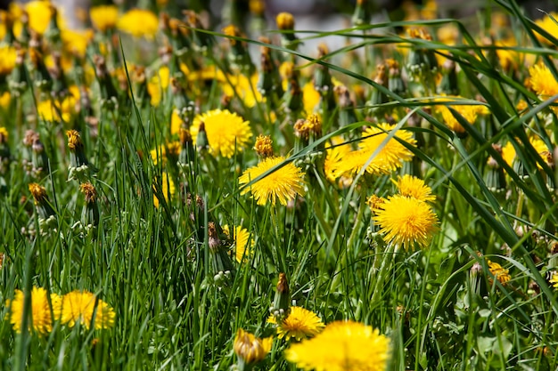 Yellow beautiful dandelion flowers with seeds