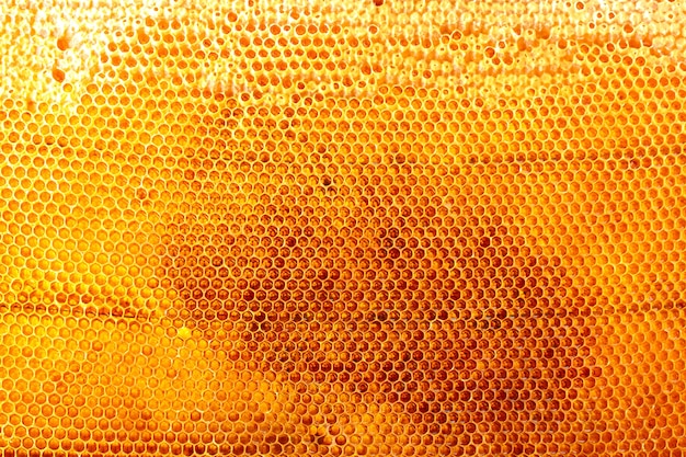 Yellow beautiful honeycomb with honey,