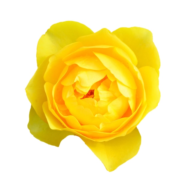 Yellow beautiful  rose blossoming isolated on white background