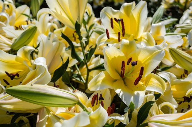 Yellow beauty lily flowers in the daytime at outside