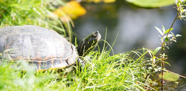 Photo yellow bellied eared turtle sitting on the riverbank of a pond trachemys scripta reptile animal