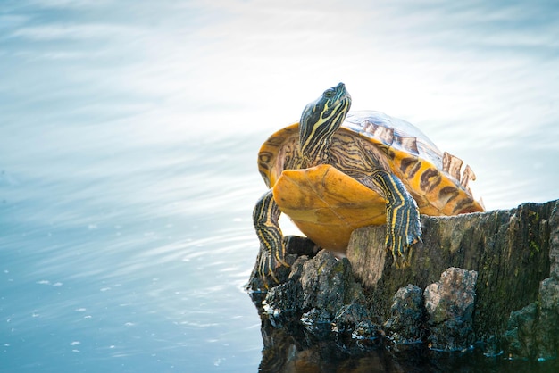 Yellow-bellied eared turtle sitting on a tree trunk in a pond, Trachemys scripta scripta