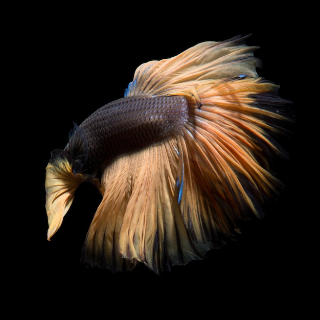 Yellow betta