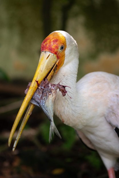 Yellow billed stork Mycteria ibis