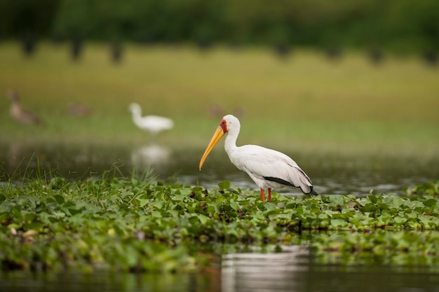 Yellow-billed Stork