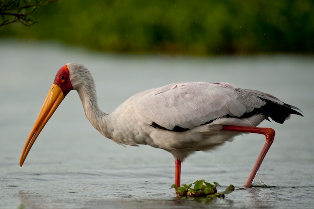 Yellow-billed Stork