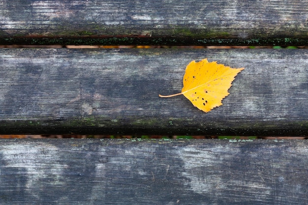 Photo yellow birch leaf on wet black bench in city park