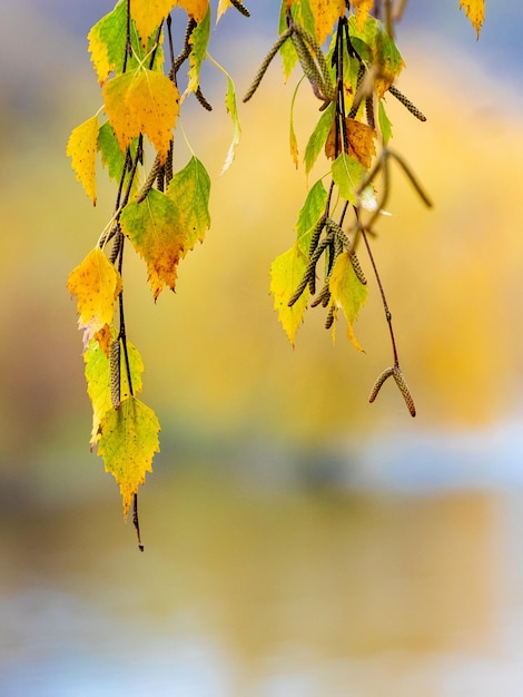 Yellow birch leaves on a tree close up on a blurred background Autumn leaves