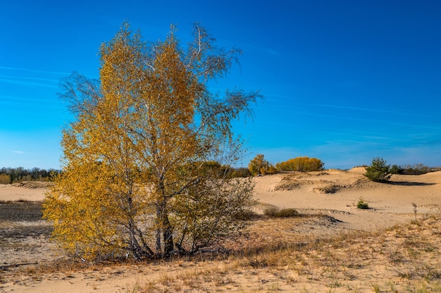 Yellow birch trees in semidesert in autumn