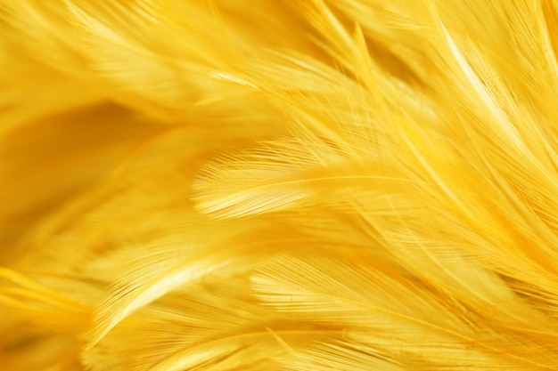 Yellow bird and chicken feathers in soft and blur style  the background