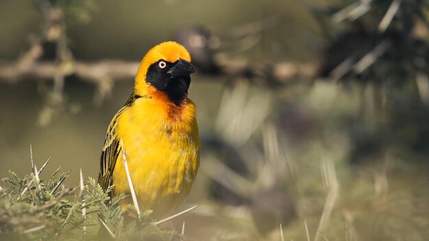 A yellow and black bird with a black head and black face sits in the grass