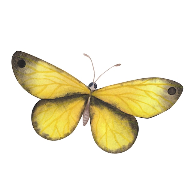 Yellow and black butterfly with detailed wings isolated Watercolor hand drawn realistic insect llustration for design