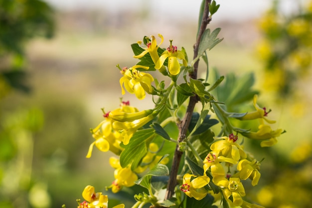 Yellow blackcurrant flowers in bloom