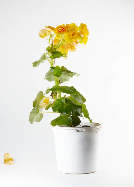 A yellow blooming begonia flower in a white pot stands on a white background