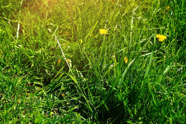 The yellow blooming dandelions in a green lawn