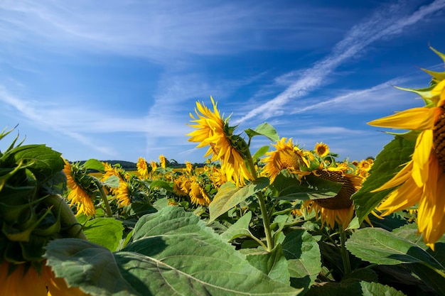 Yellow blooming sunflowers on an agricultural field in the summer