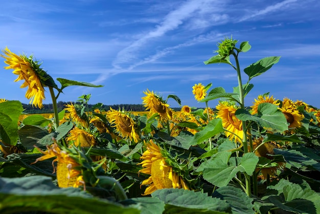 Yellow blooming sunflowers on an agricultural field in the summer