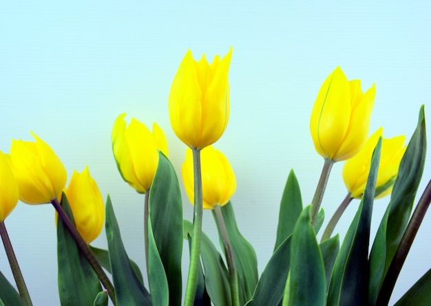 Yellow blossom tulips flowers with light blue color background.