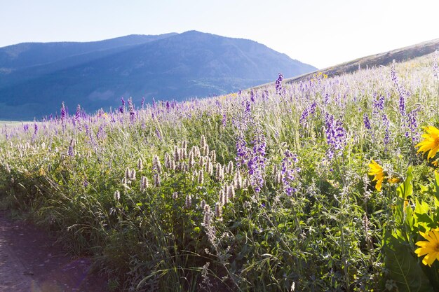 Yellow and blue wildflowers in full bloom in the mountains.