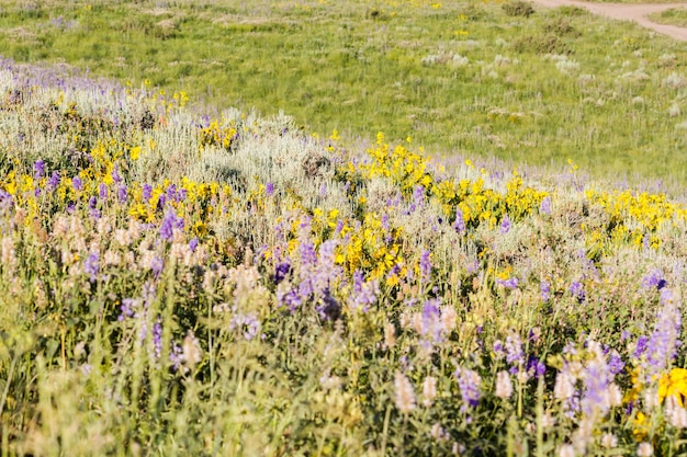 Yellow and blue wildflowers in full bloom in the mountains.