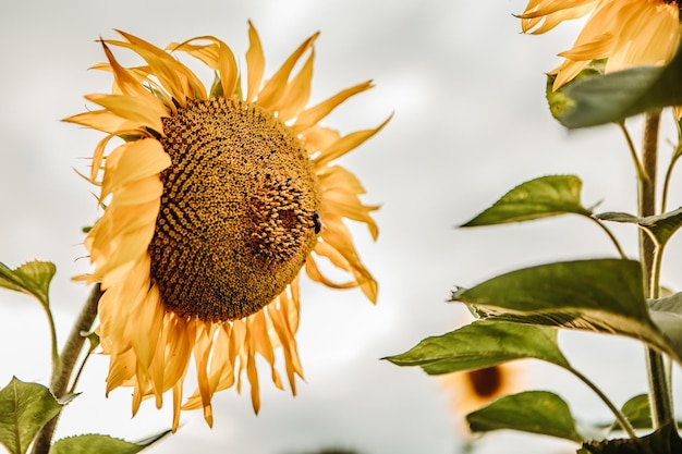 Yellow bouquet blooming sunflower organic garden field outdoors golden sunset warm nature background