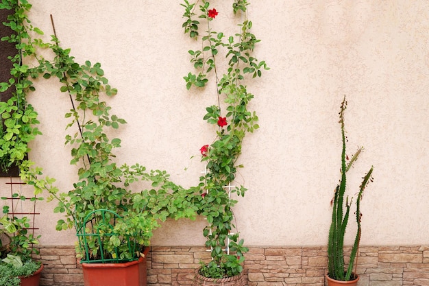 Yellow brick house wall with plants. garden flowers in pots in the yard