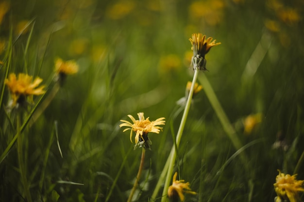 Yellow bright flowers dandelions on background of green meadows Spring and summer background