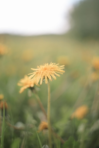 Yellow bright flowers dandelions on background of green meadows spring and summer background