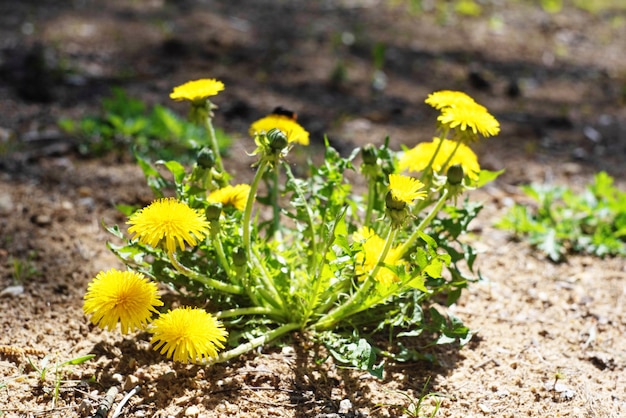 Yellow bright flowers, leaves and bud dandelions on plant of  spring nature.