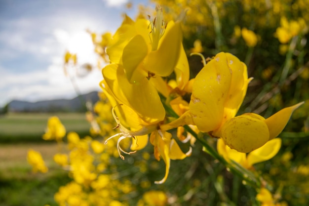 Yellow broom flower field