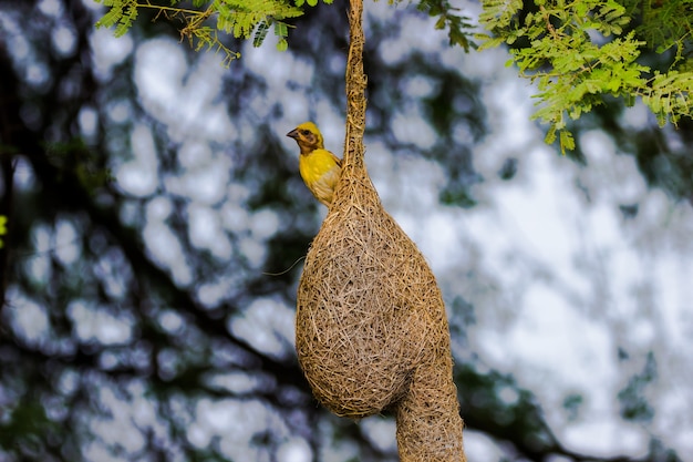 The yellow-browed sparrow standing firmly on its nest under the tree in its natural habitat 