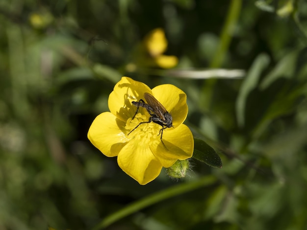 Yellow buttercup flower macro with insect sucking pollen