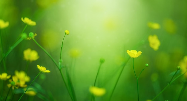 Yellow buttercup flower on the meadow