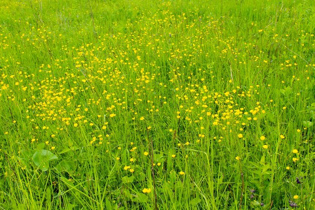 Yellow buttercups on the meadow