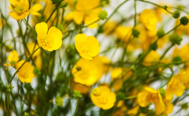 Yellow buttercups