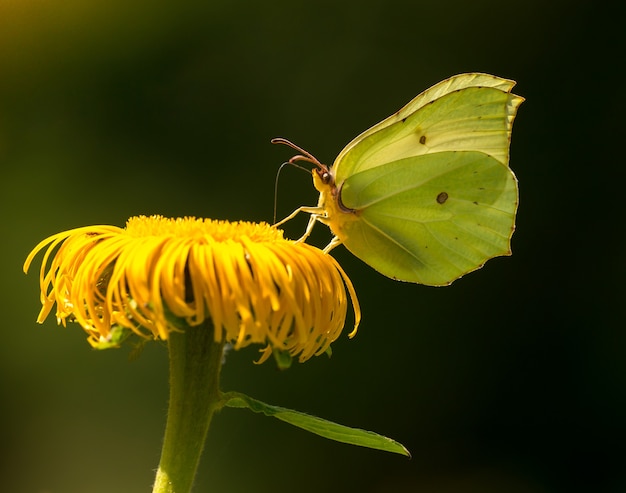 Yellow butterfly common brimstone (Gonepteryx rhamni) sitting on yellow flower drinking nectar