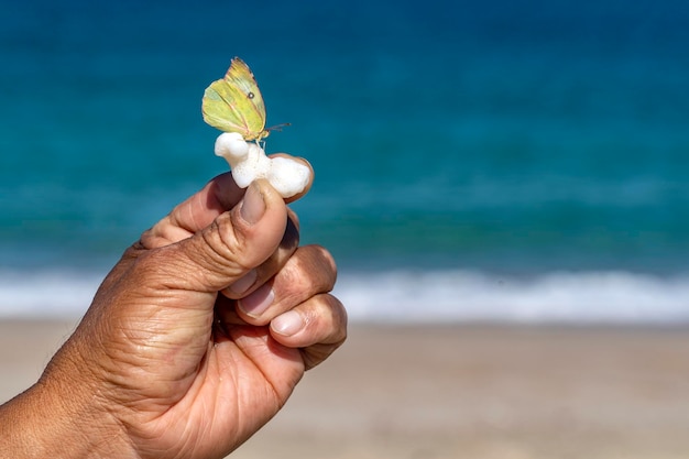 Yellow butterfly on human hands