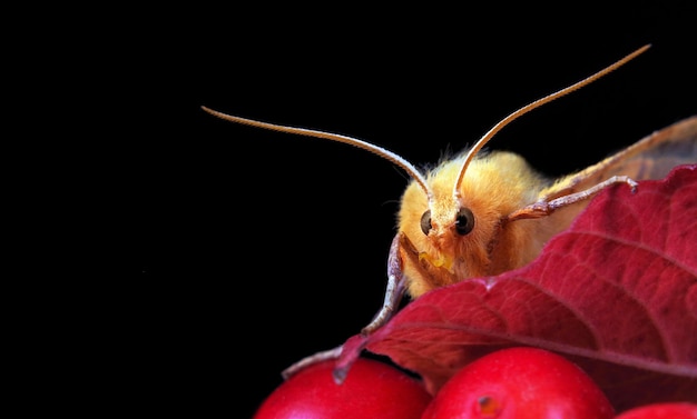 A yellow butterfly is on a red leaf