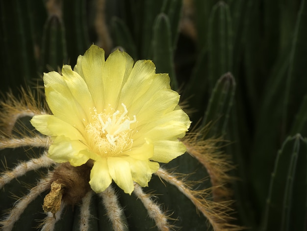 yellow cactus flower 