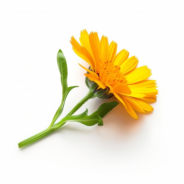 Photo yellow calendula isolated on white background beautiful calendula flower