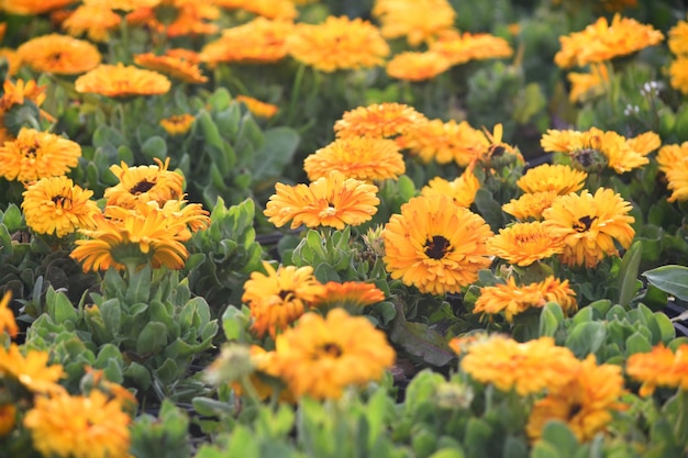 yellow Calendula officinalis flower in garden Pot Marigold Ruddles Marys gold or Scotch marigold